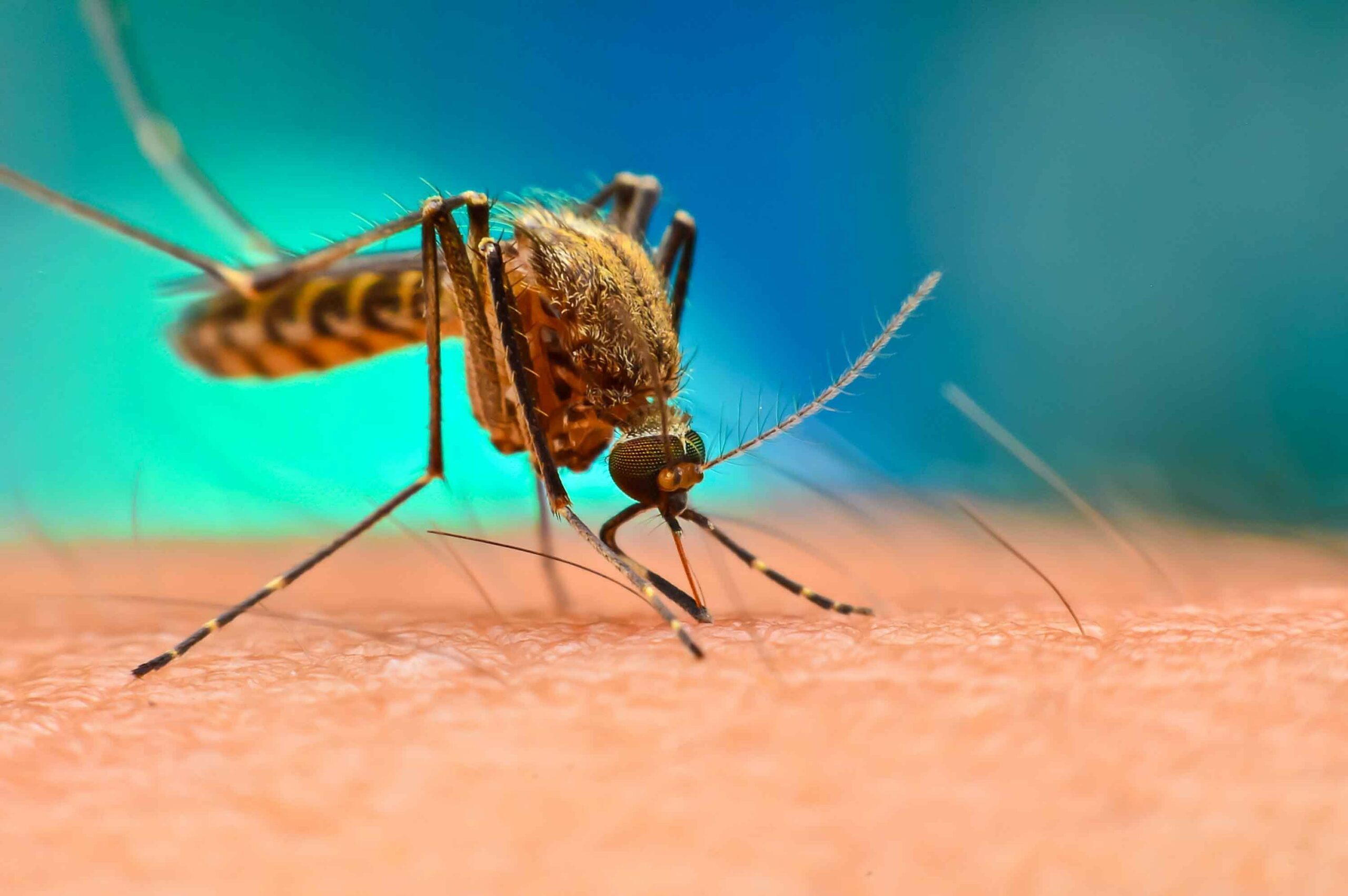 Disease Review: Malaria