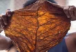 Grabba vs. Fronto: What’s the Difference?