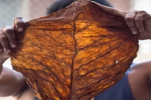 Grabba vs. Fronto: What’s the Difference?